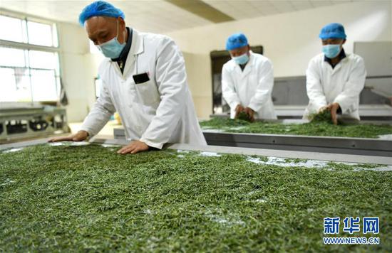 3月13日，在位于湖北省恩施土家族苗族自治州宣恩縣萬(wàn)寨鄉(xiāng)板場(chǎng)村的伍家臺(tái)富硒貢茶公司，制茶師在按照傳統(tǒng)工藝制作手工茶。新華社發(fā)（宋文 攝）